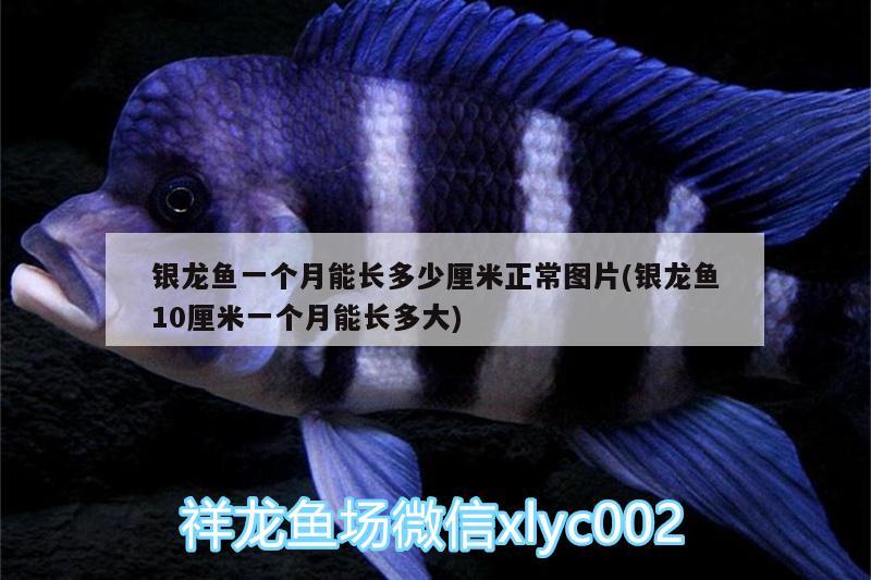 銀龍魚一個月能長多少厘米正常圖片(銀龍魚10厘米一個月能長多大)