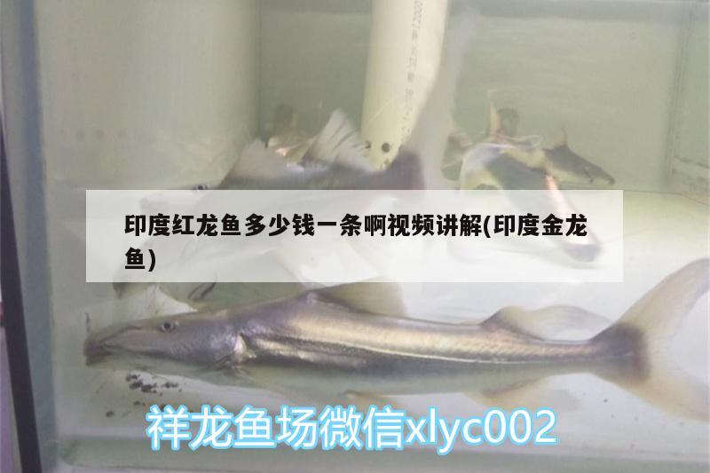 印度紅龍魚(yú)多少錢(qián)一條啊視頻講解(印度金龍魚(yú)) 印尼四紋虎