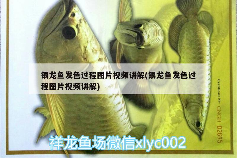 銀龍魚發(fā)色過程圖片視頻講解(銀龍魚發(fā)色過程圖片視頻講解) 銀龍魚