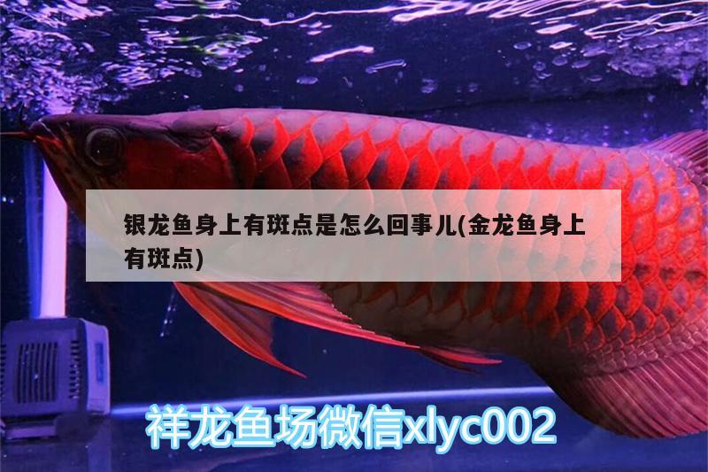 銀龍魚身上有斑點(diǎn)是怎么回事兒(金龍魚身上有斑點(diǎn))