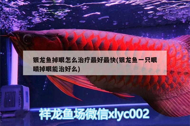 銀龍魚掉眼怎么治療最好最快(銀龍魚一只眼睛掉眼能治好么) 銀龍魚