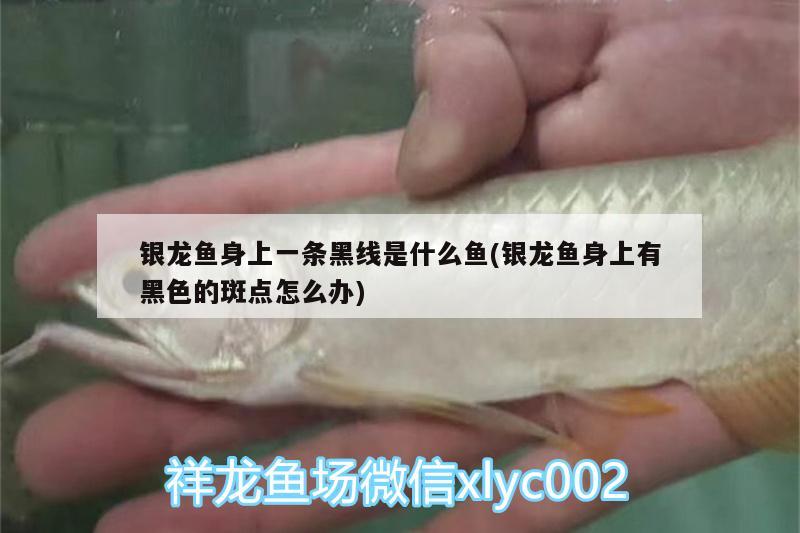 銀龍魚身上一條黑線是什么魚(銀龍魚身上有黑色的斑點怎么辦) 銀龍魚百科