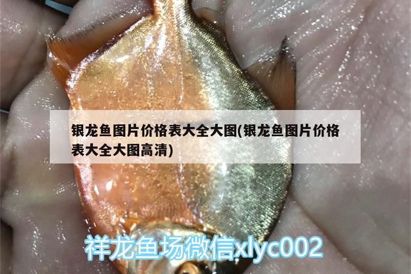 銀龍魚圖片價格表大全大圖(銀龍魚圖片價格表大全大圖高清) 銀龍魚