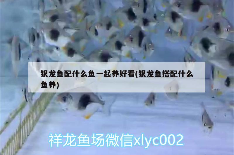 銀龍魚配什么魚一起養(yǎng)好看(銀龍魚搭配什么魚養(yǎng)) 銀龍魚百科