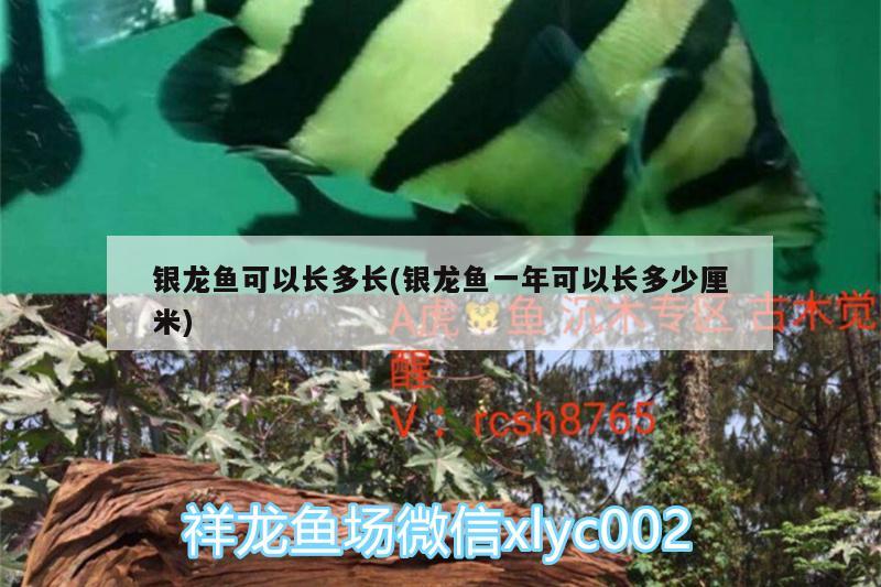 銀龍魚可以長(zhǎng)多長(zhǎng)(銀龍魚一年可以長(zhǎng)多少厘米) 銀龍魚百科