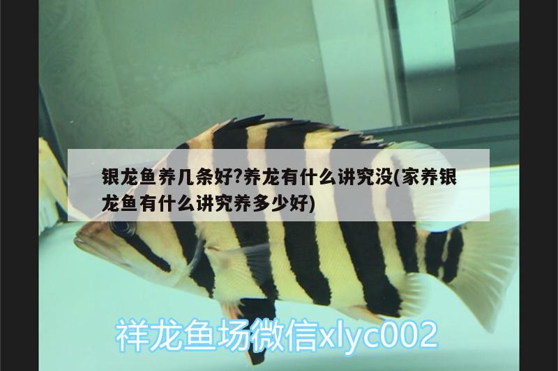 銀龍魚養(yǎng)幾條好?養(yǎng)龍有什么講究沒(家養(yǎng)銀龍魚有什么講究養(yǎng)多少好) 銀龍魚