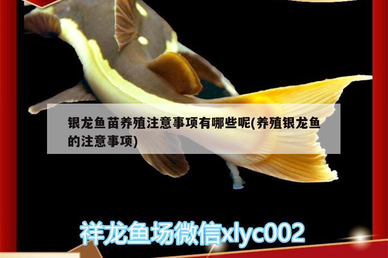 銀龍魚苗養(yǎng)殖注意事項有哪些呢(養(yǎng)殖銀龍魚的注意事項)