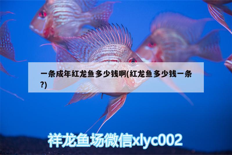 一條成年紅龍魚多少錢啊(紅龍魚多少錢一條?) 福魟魟魚