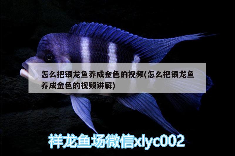 怎么把銀龍魚養(yǎng)成金色的視頻(怎么把銀龍魚養(yǎng)成金色的視頻講解) 銀龍魚百科