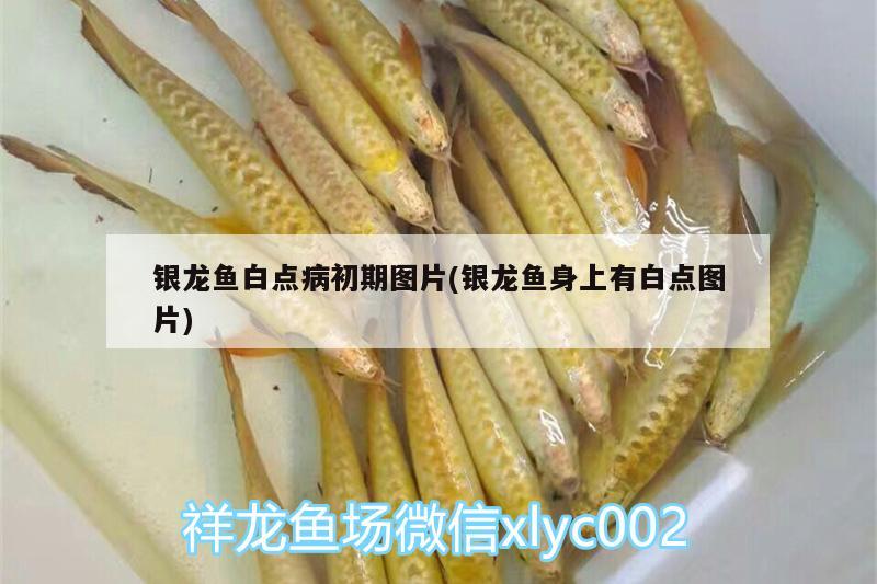 銀龍魚白點病初期圖片(銀龍魚身上有白點圖片) 銀龍魚