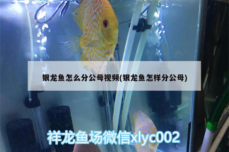 銀龍魚怎么分公母視頻(銀龍魚怎樣分公母)