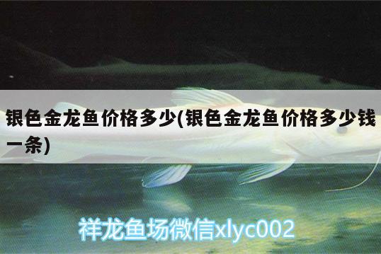 銀色金龍魚價格多少(銀色金龍魚價格多少錢一條) 魚缸百科