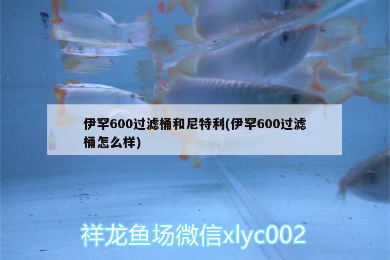 伊罕600過(guò)濾桶和尼特利(伊罕600過(guò)濾桶怎么樣) 伊罕水族