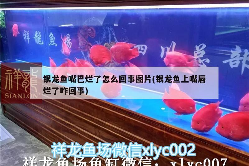 銀龍魚嘴巴爛了怎么回事圖片(銀龍魚上嘴唇爛了咋回事) 銀龍魚百科