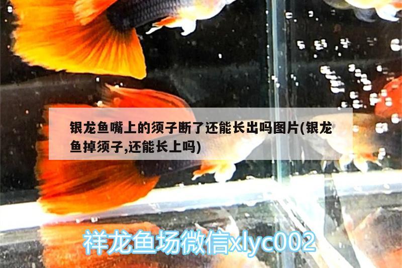 銀龍魚嘴上的須子斷了還能長出嗎圖片(銀龍魚掉須子,還能長上嗎)