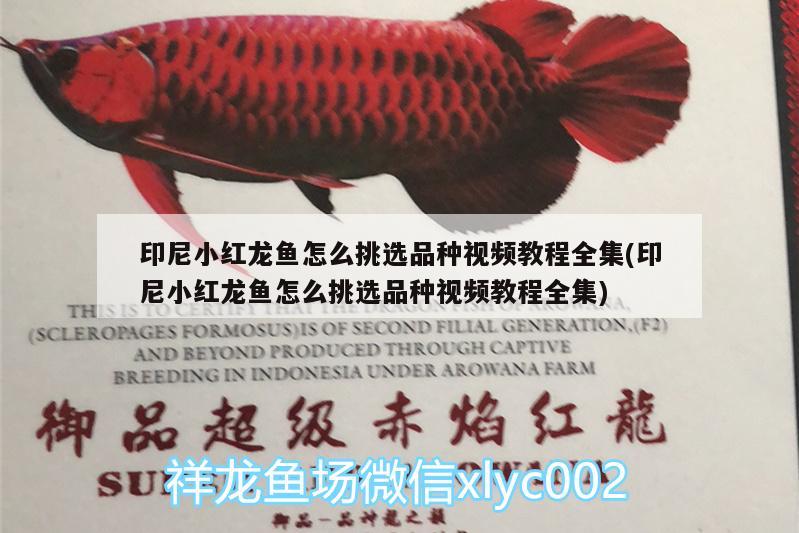 印尼小紅龍魚怎么挑選品種視頻教程全集(印尼小紅龍魚怎么挑選品種視頻教程全集) 印尼小紅龍