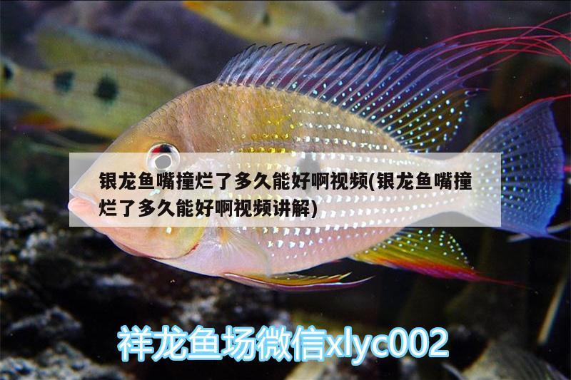 銀龍魚(yú)嘴撞爛了多久能好啊視頻(銀龍魚(yú)嘴撞爛了多久能好啊視頻講解) 銀龍魚(yú)