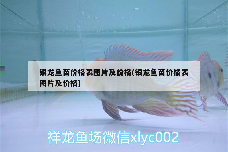 銀龍魚(yú)苗價(jià)格表圖片及價(jià)格(銀龍魚(yú)苗價(jià)格表圖片及價(jià)格)