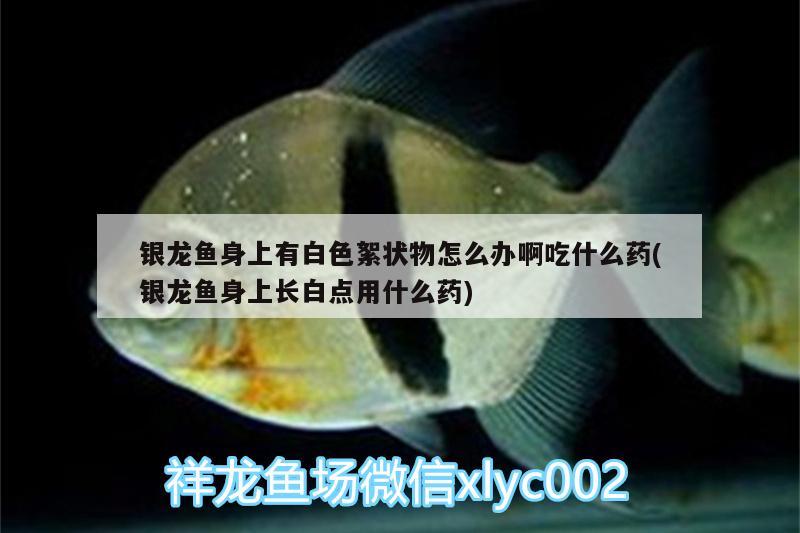 銀龍魚身上有白色絮狀物怎么辦啊吃什么藥(銀龍魚身上長(zhǎng)白點(diǎn)用什么藥)