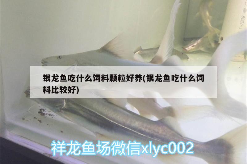 銀龍魚吃什么飼料顆粒好養(yǎng)(銀龍魚吃什么飼料比較好) 銀龍魚百科