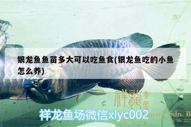 銀龍魚魚苗多大可以吃魚食(銀龍魚吃的小魚怎么養(yǎng))