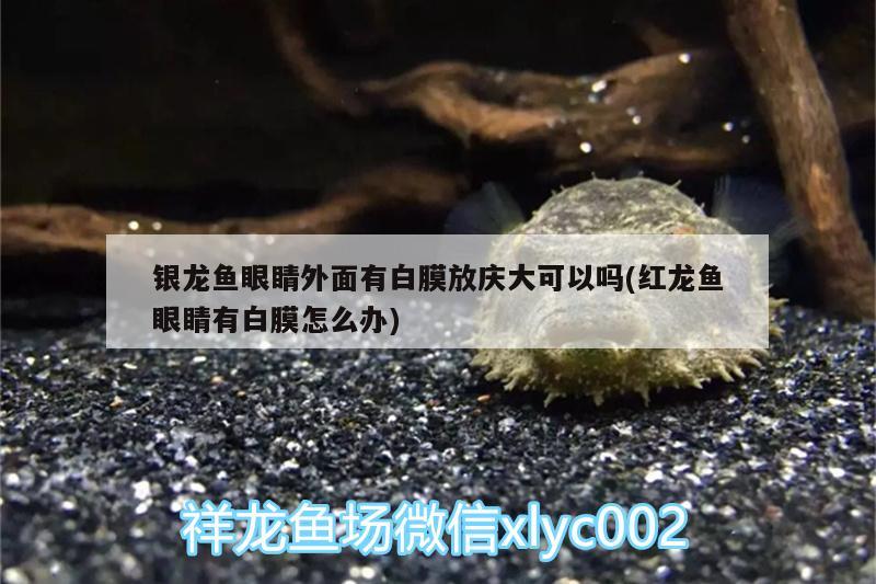 銀龍魚(yú)眼睛外面有白膜放慶大可以嗎(紅龍魚(yú)眼睛有白膜怎么辦)