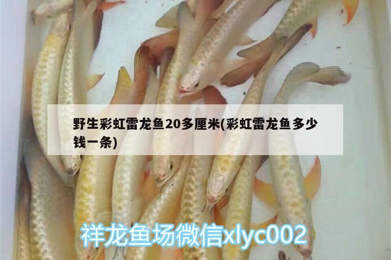 野生彩虹雷龍魚20多厘米(彩虹雷龍魚多少錢一條)