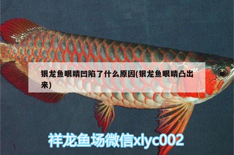 銀龍魚眼睛凹陷了什么原因(銀龍魚眼睛凸出來) 銀龍魚百科