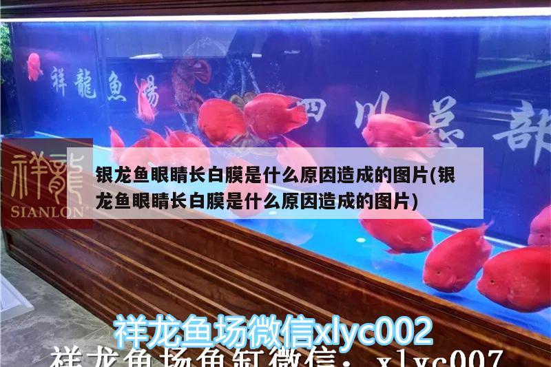 銀龍魚眼睛長白膜是什么原因造成的圖片(銀龍魚眼睛長白膜是什么原因造成的圖片)