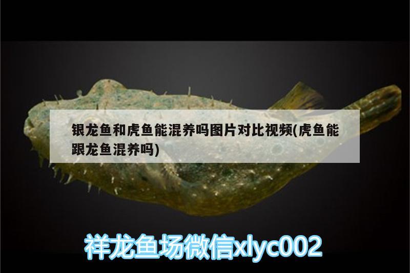 銀龍魚和虎魚能混養(yǎng)嗎圖片對比視頻(虎魚能跟龍魚混養(yǎng)嗎) 虎魚百科