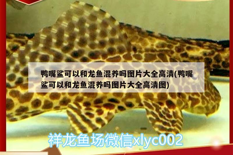 鴨嘴鯊可以和龍魚混養(yǎng)嗎圖片大全高清(鴨嘴鯊可以和龍魚混養(yǎng)嗎圖片大全高清圖)