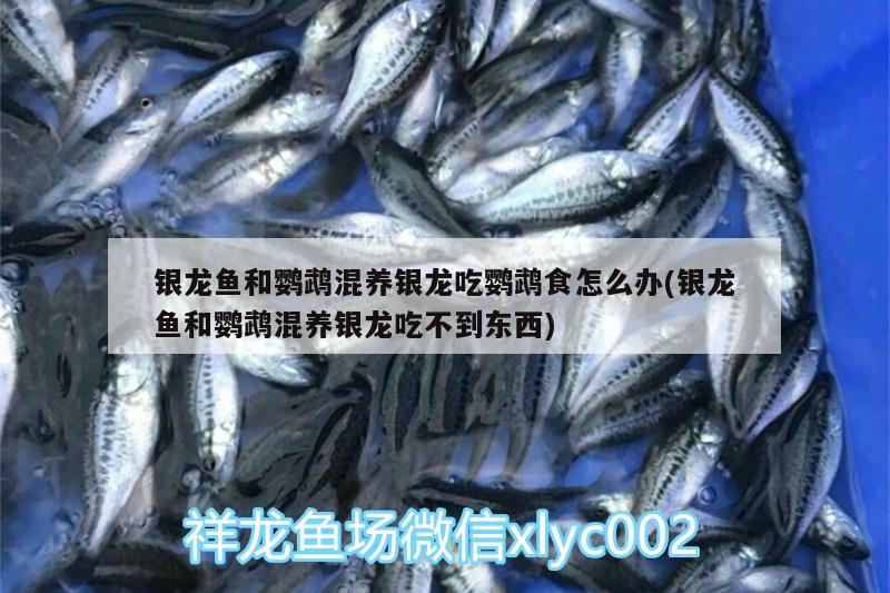 銀龍魚和鸚鵡混養(yǎng)銀龍吃鸚鵡食怎么辦(銀龍魚和鸚鵡混養(yǎng)銀龍吃不到東西) 鸚鵡魚