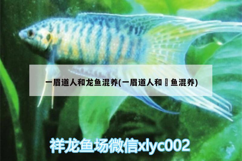 一眉道人和龍魚混養(yǎng)(一眉道人和魟魚混養(yǎng))