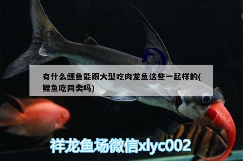 有什么鯉魚能跟大型吃肉龍魚這些一起樣的(鯉魚吃同類嗎)