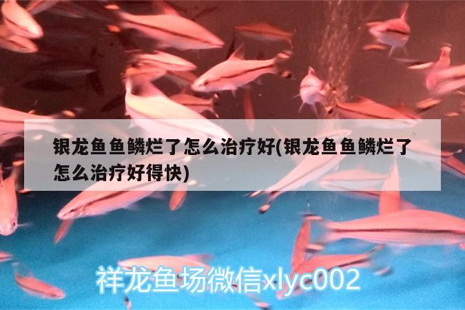 銀龍魚魚鱗爛了怎么治療好(銀龍魚魚鱗爛了怎么治療好得快) 銀龍魚百科