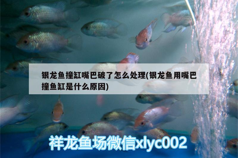 銀龍魚(yú)撞缸嘴巴破了怎么處理(銀龍魚(yú)用嘴巴撞魚(yú)缸是什么原因) 銀龍魚(yú)