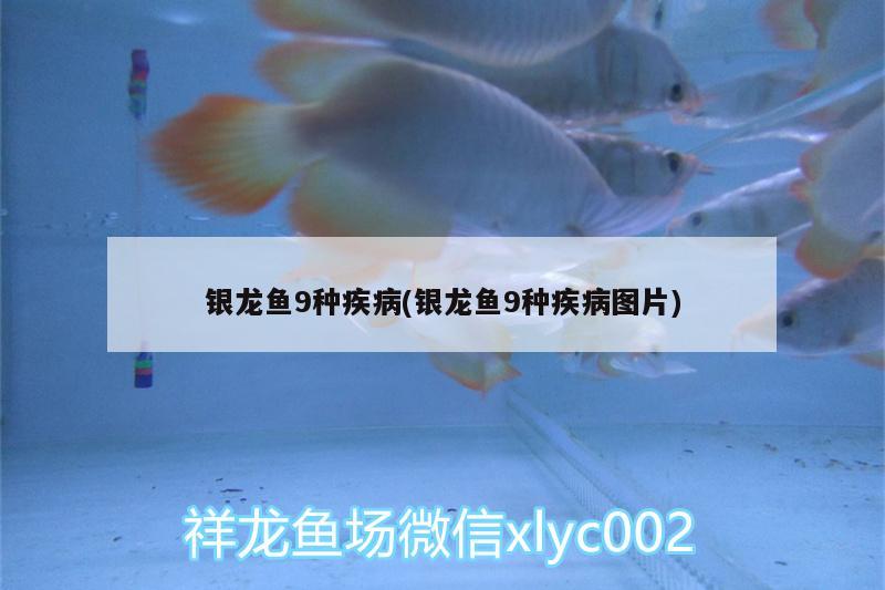 銀龍魚9種疾病(銀龍魚9種疾病圖片) 銀龍魚百科