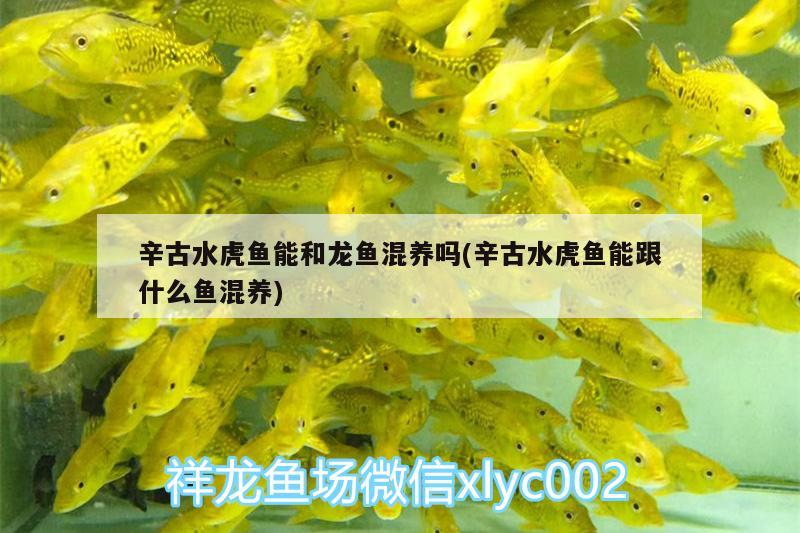 辛古水虎魚能和龍魚混養(yǎng)嗎(辛古水虎魚能跟什么魚混養(yǎng))