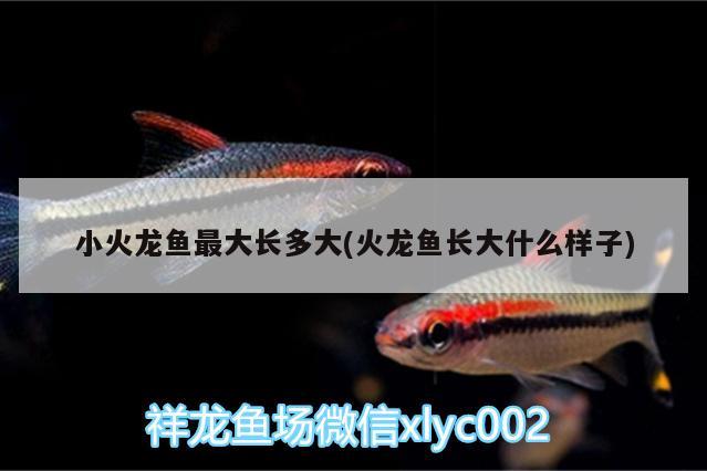 小火龍魚最大長多大(火龍魚長大什么樣子)