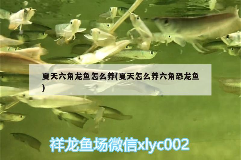 夏天六角龍魚怎么養(yǎng)(夏天怎么養(yǎng)六角恐龍魚) PH調(diào)節(jié)劑