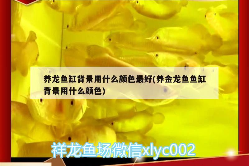 養(yǎng)龍魚缸背景用什么顏色最好(養(yǎng)金龍魚魚缸背景用什么顏色) 泰國(guó)雪鯽魚