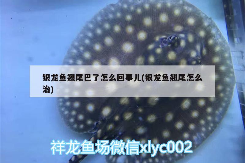 銀龍魚翹尾巴了怎么回事兒(銀龍魚翹尾怎么治) 銀龍魚百科