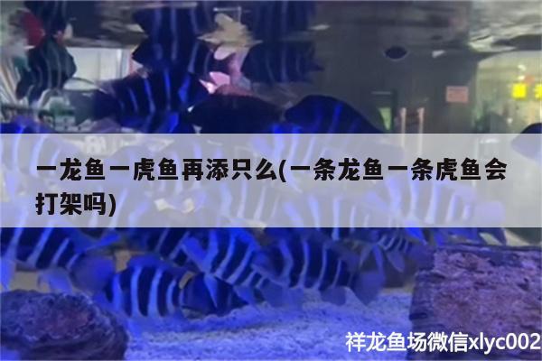 一龍魚一虎魚再添只么(一條龍魚一條虎魚會打架嗎)