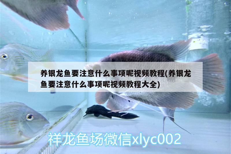 養(yǎng)銀龍魚要注意什么事項呢視頻教程(養(yǎng)銀龍魚要注意什么事項呢視頻教程大全)