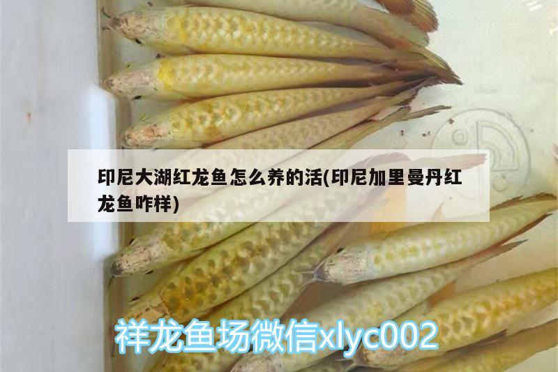 印尼大湖紅龍魚(yú)怎么養(yǎng)的活(印尼加里曼丹紅龍魚(yú)咋樣) 大湖紅龍魚(yú)