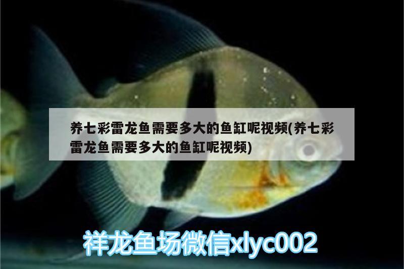 養(yǎng)七彩雷龍魚需要多大的魚缸呢視頻(養(yǎng)七彩雷龍魚需要多大的魚缸呢視頻) 白子金龍魚