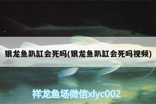 銀龍魚(yú)趴缸會(huì)死嗎(銀龍魚(yú)趴缸會(huì)死嗎視頻)