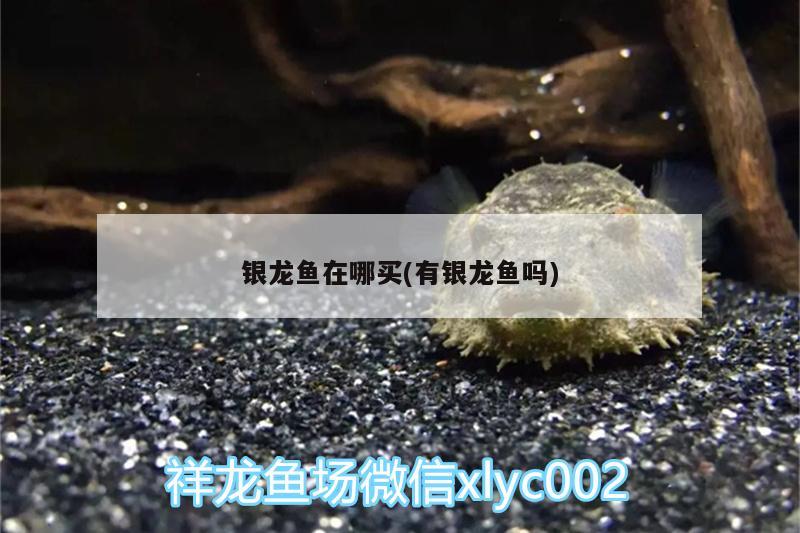 銀龍魚在哪買(有銀龍魚嗎) 銀龍魚百科 第2張