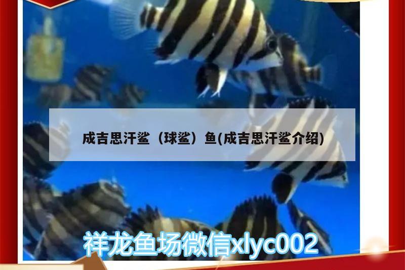 成吉思汗鯊（球鯊）魚(成吉思汗鯊介紹)