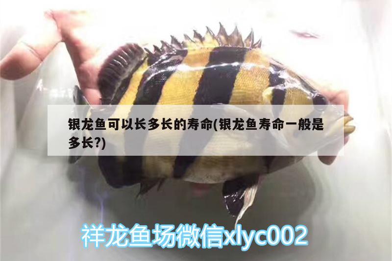 銀龍魚可以長多長的壽命(銀龍魚壽命一般是多長?)